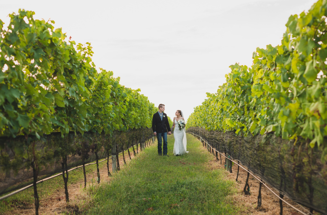 Sannino-Vineyard-Hero